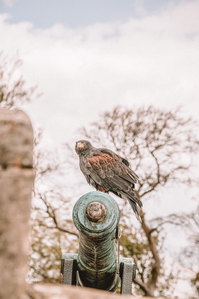a bird (hawk?) sits atop a cannon