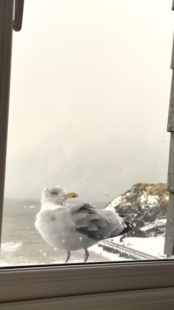 stephen seagull was eyeing up my fish through the window